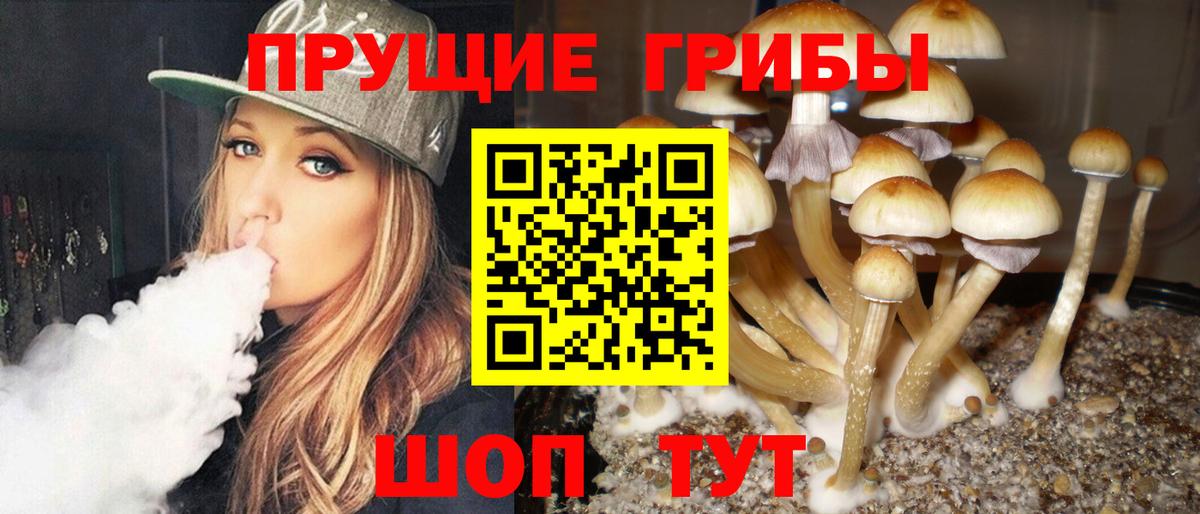Сорочинск  где купить наркоту  Вход с VPN  Псилоцибиновые грибы Psilocybine cubensis 